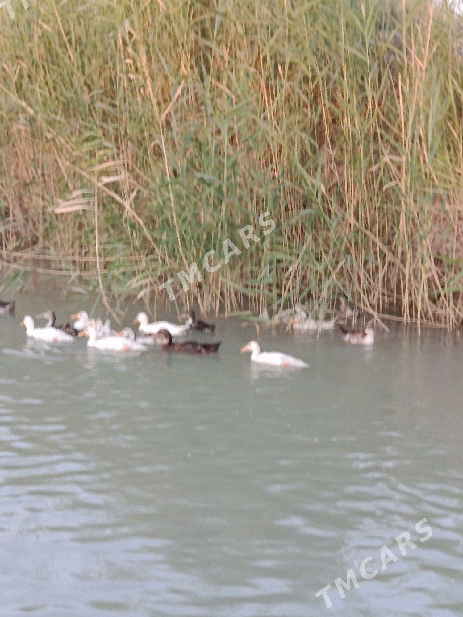 ördek - Gyzylarbat - img 2