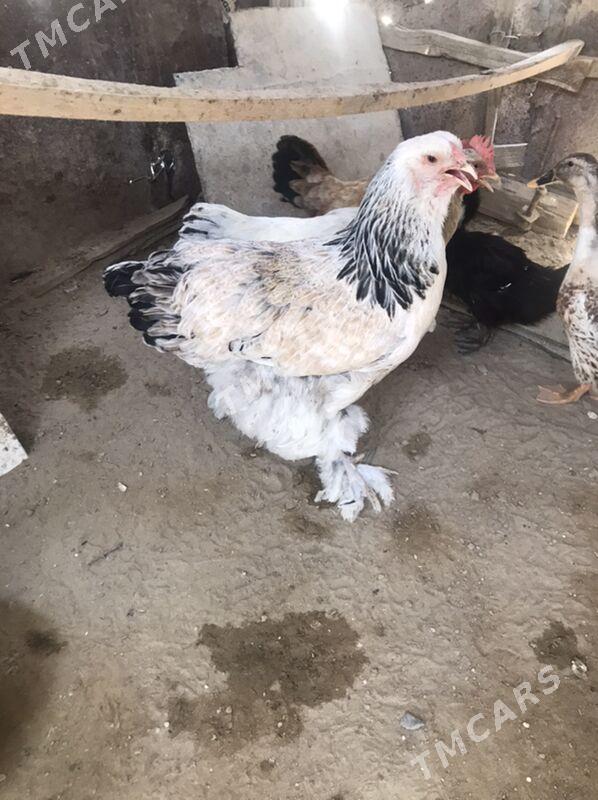 Tawuk Brama  Obmen - Balkanabat - img 2
