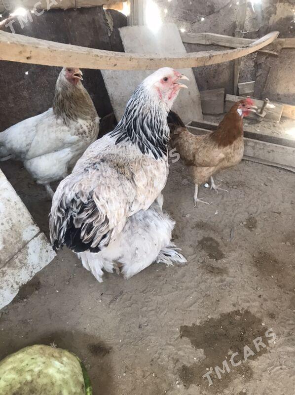 Tawuk Brama  Obmen - Balkanabat - img 3