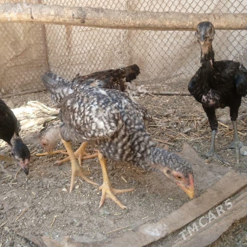 boyes jüje - Halaç - img 3