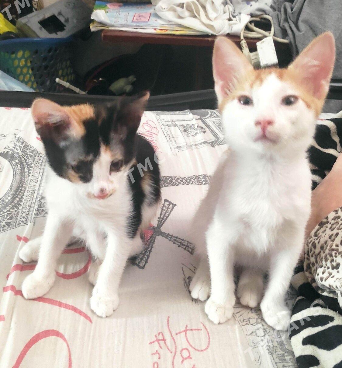 Котята - Balkanabat - img 3