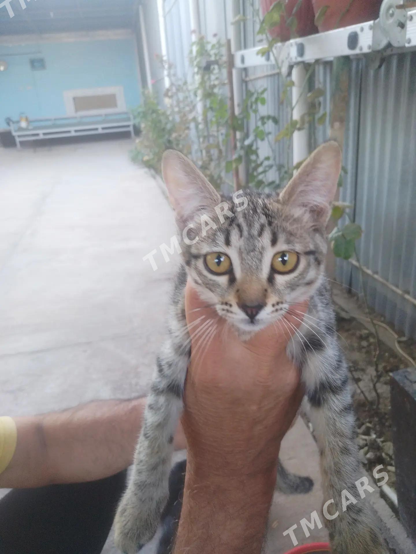 котята - Mary - img 2