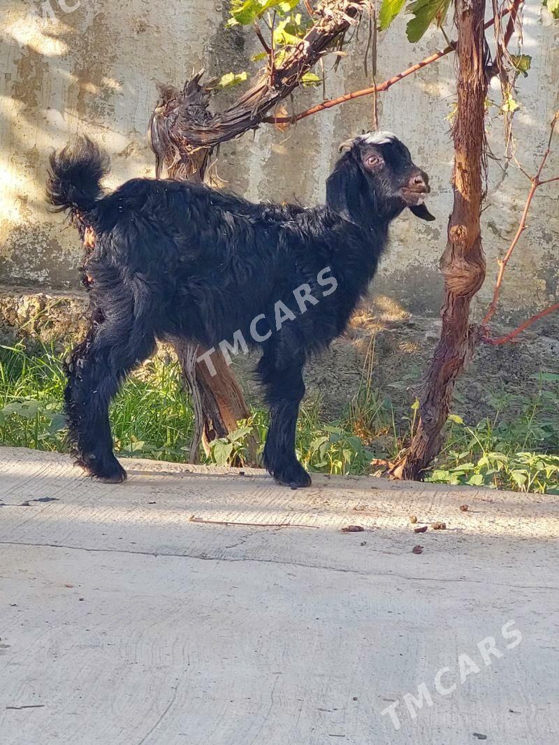 Çebiş - Bäherden - img 3