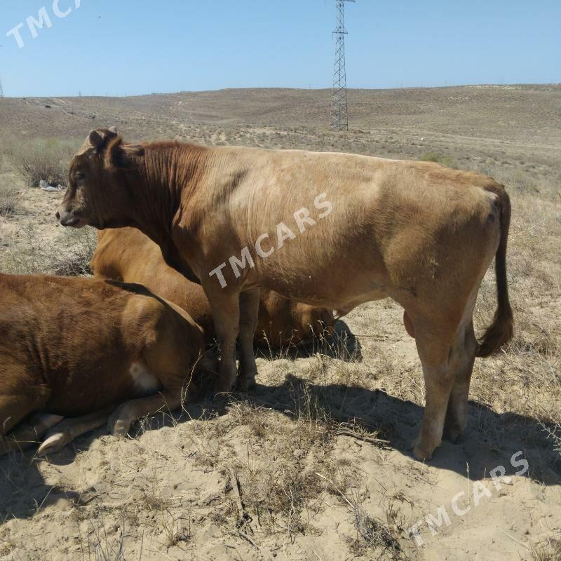 okiz - Türkmenbaşy - img 1