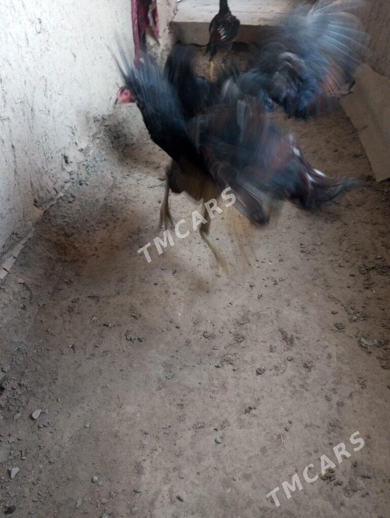 paroda horaz - Şabat etr. - img 2