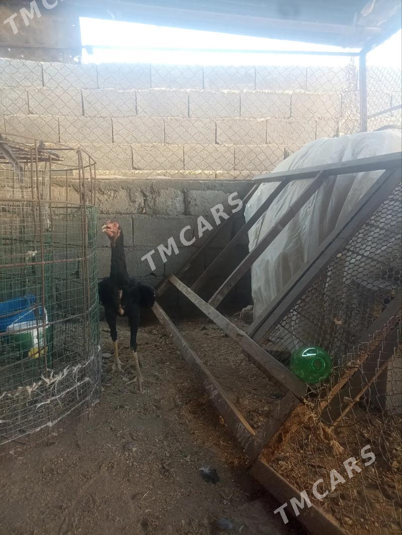 horaz taśkent jujen - Aşgabat - img 2