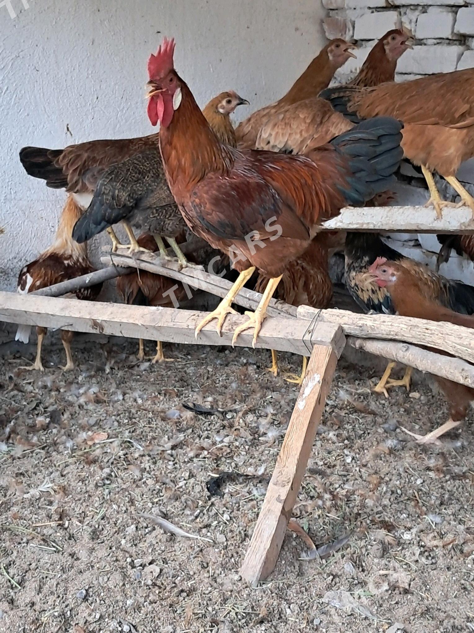 horaz - Türkmenabat - img 2