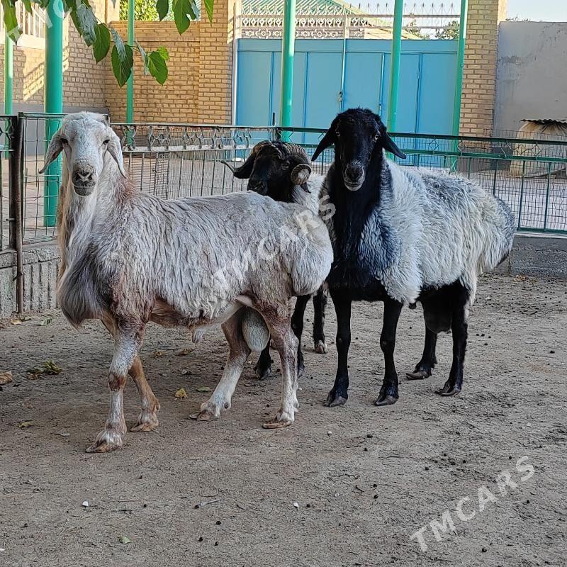 Gisar goc - Aşgabat - img 8