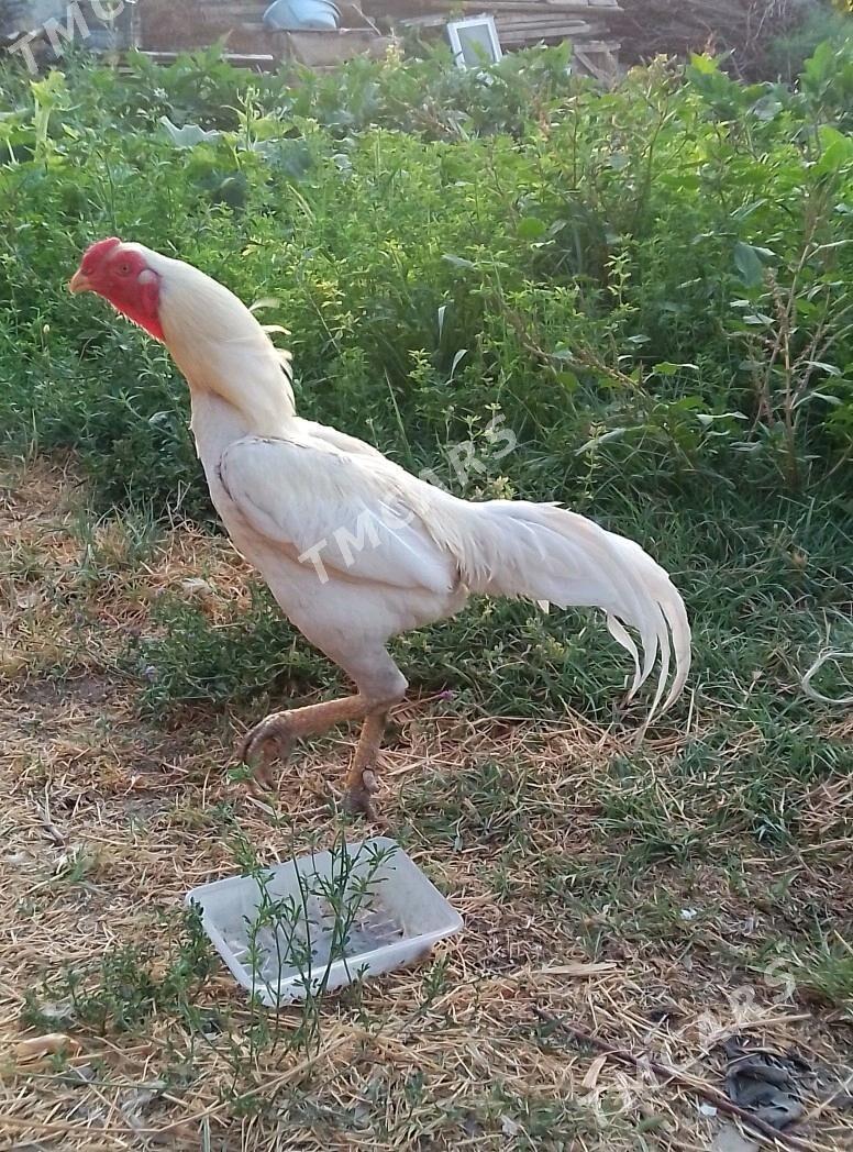 taşket - Гёкдепе - img 3