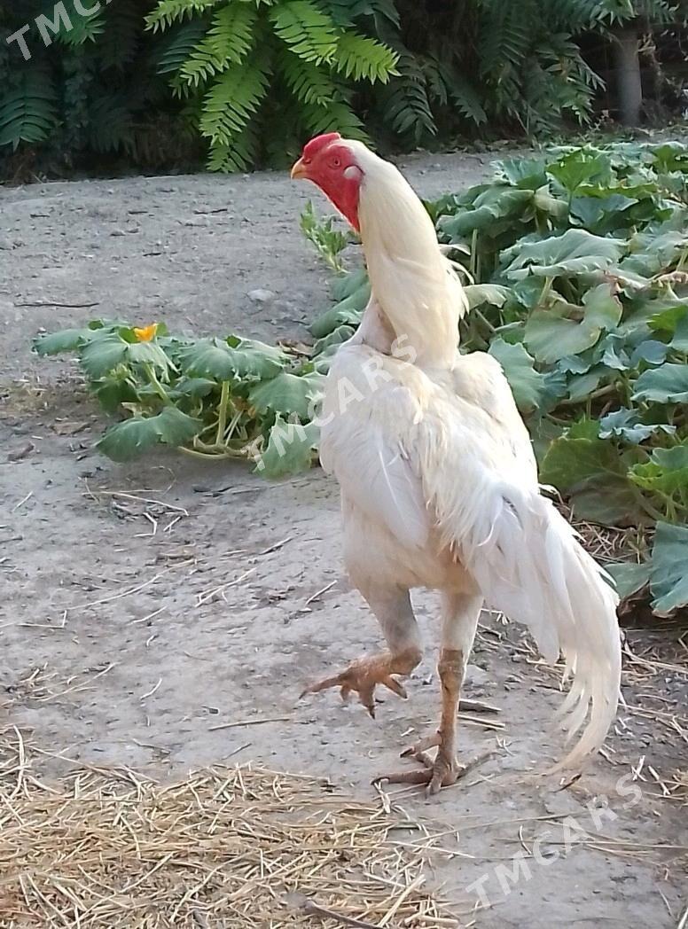 taşket - Гёкдепе - img 2