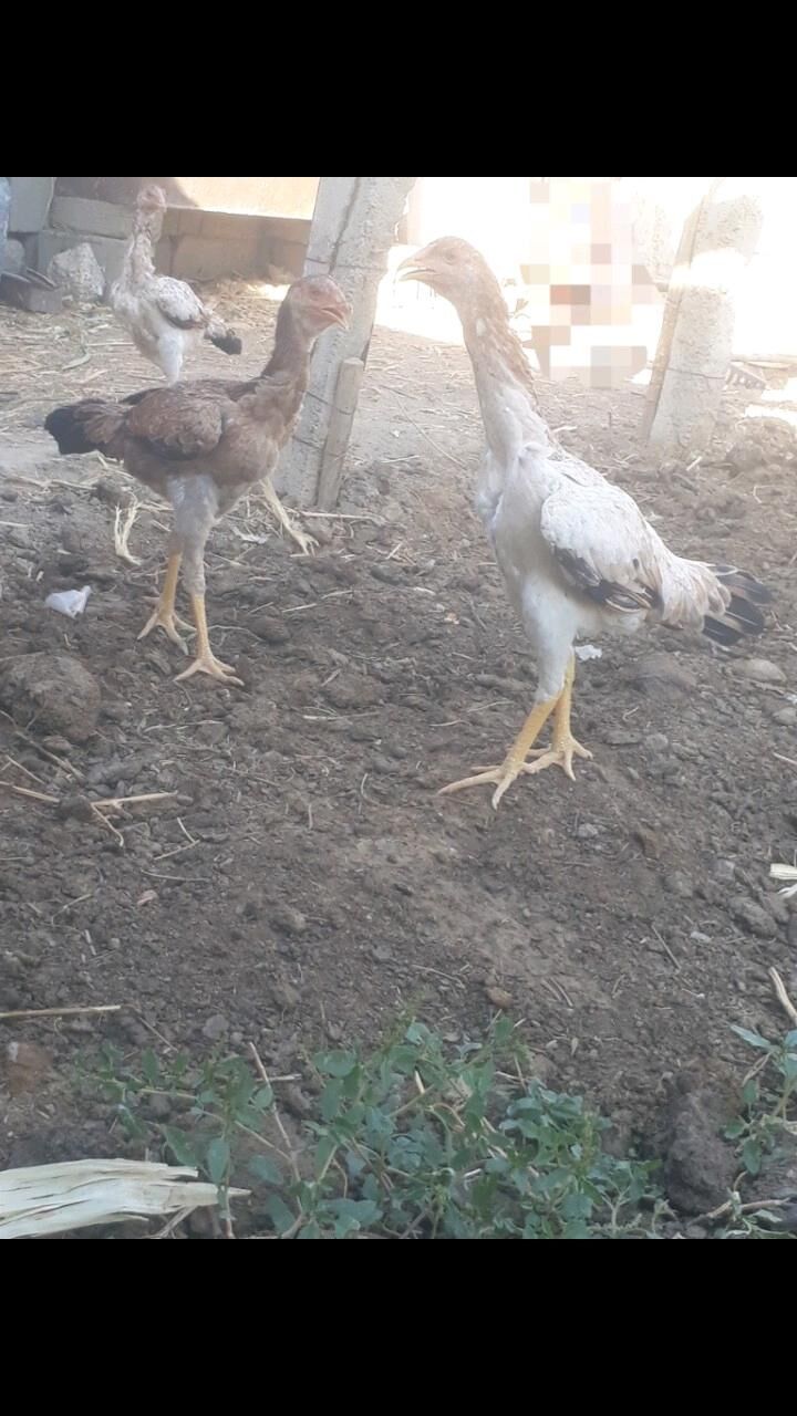 taskent maki - Büzmeýin - img 2