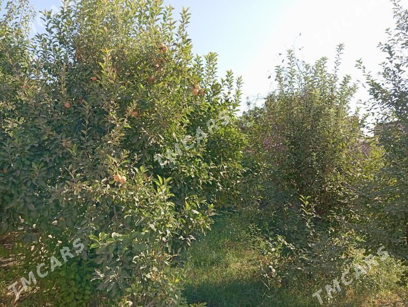 koteğ jaý - Daşoguz - img 2
