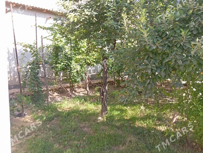 koteğ jaý - Daşoguz - img 3