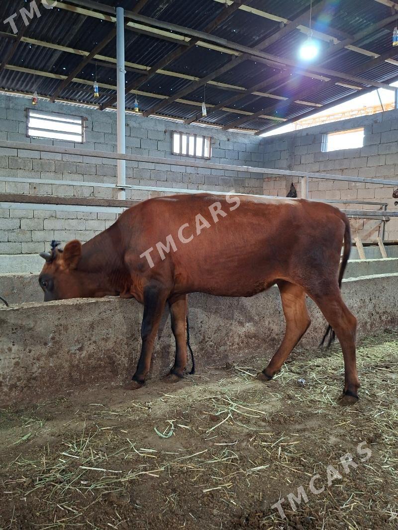 Semiz Tüwe - Гарадамак - img 3