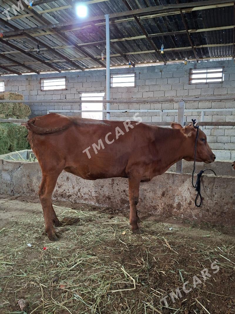 Semiz tûwe - Гарадамак - img 2