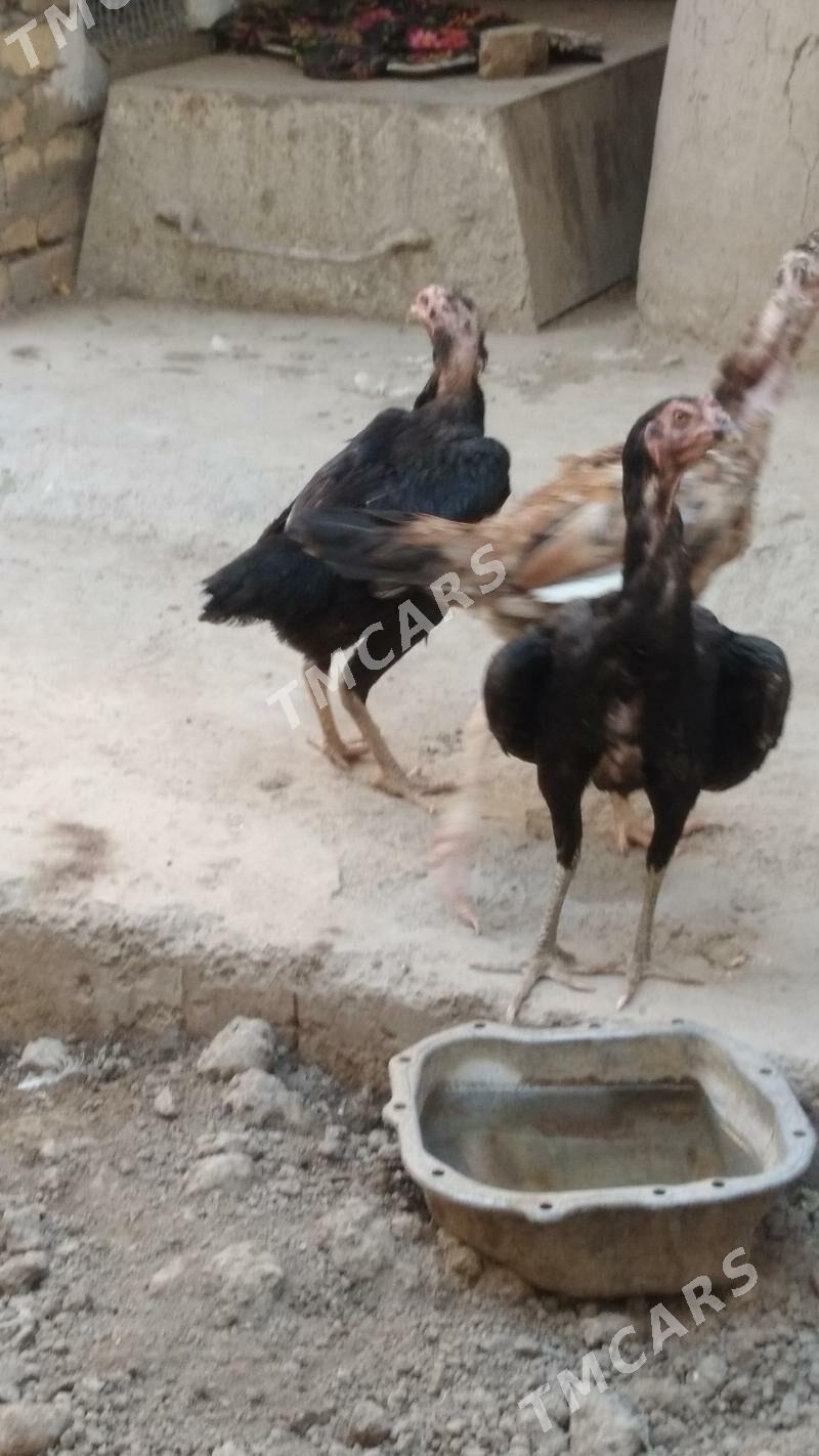 towyklar - Daşoguz - img 2