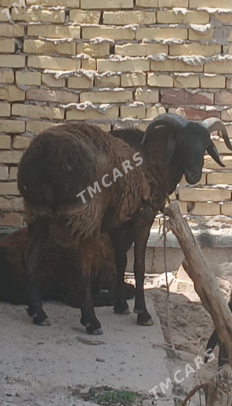 Кочкар - Türkmenabat - img 2