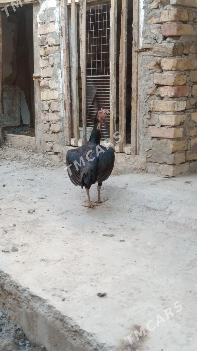 towyklar - Daşoguz - img 3