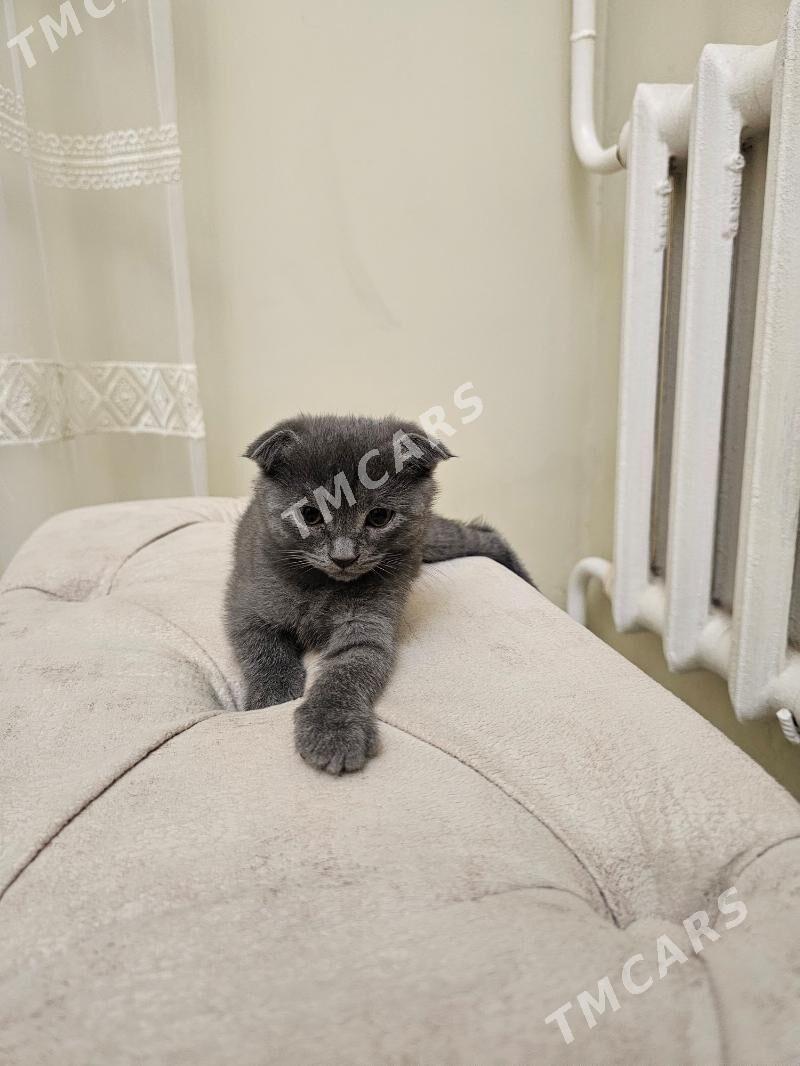 котята - Türkmenabat - img 2