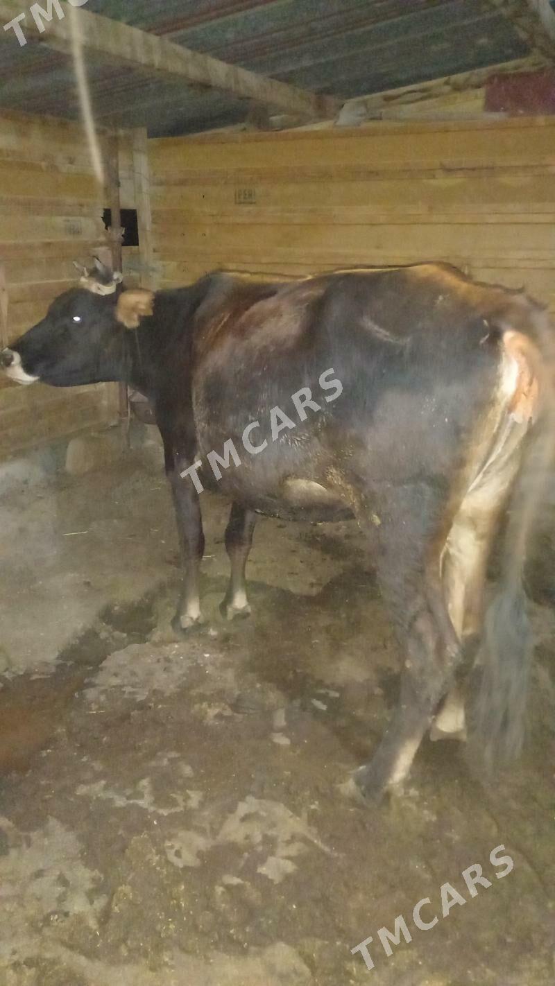 etlik sygyr - Bereket - img 3