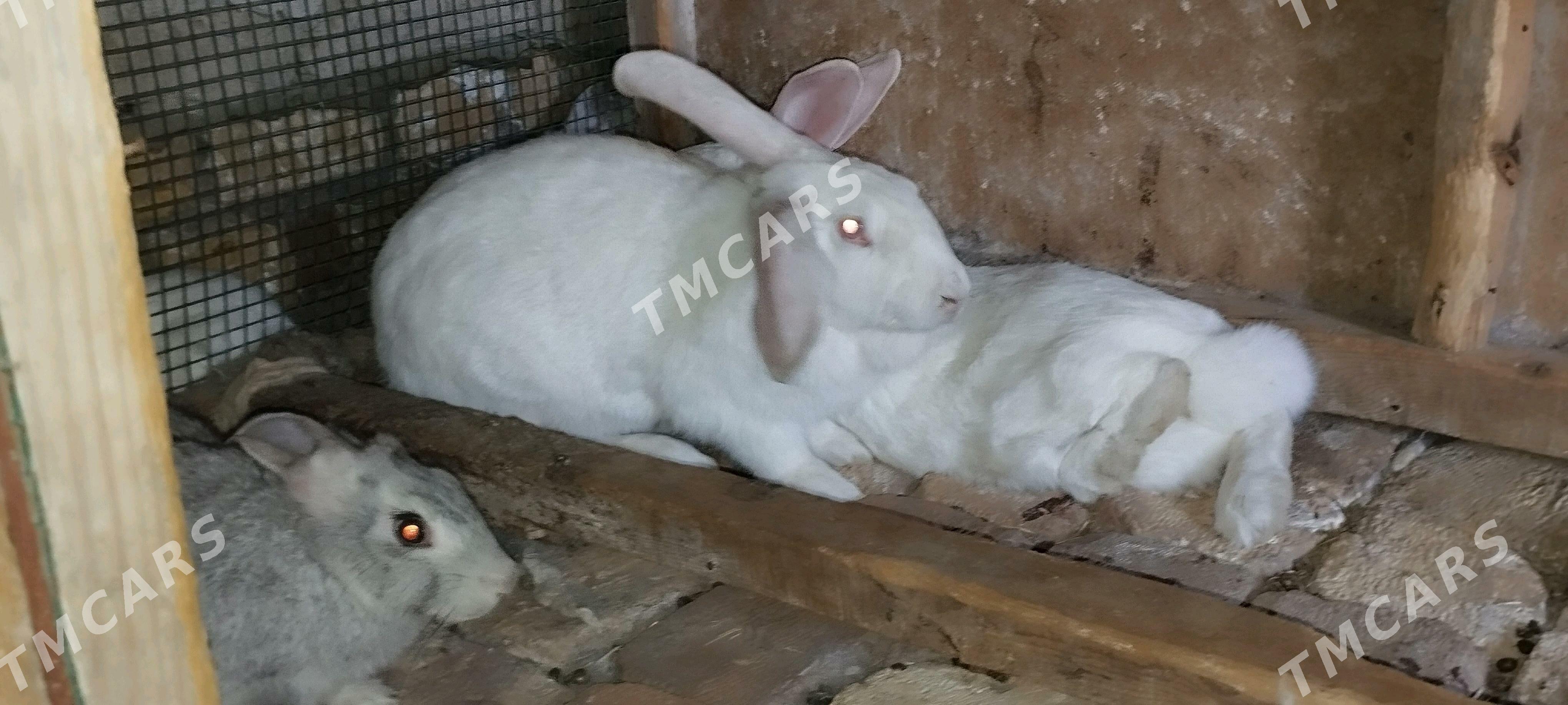 tovşan velikan - Türkmenabat - img 2