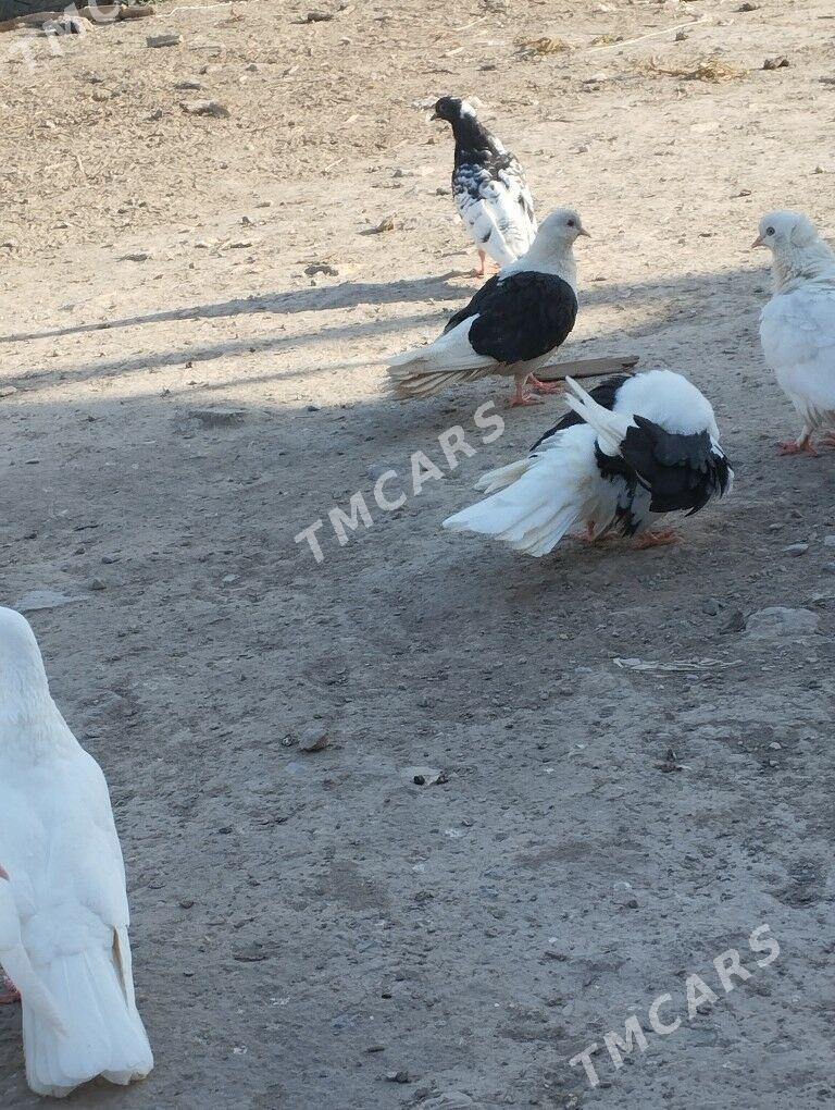 kepderi - Daşoguz - img 4