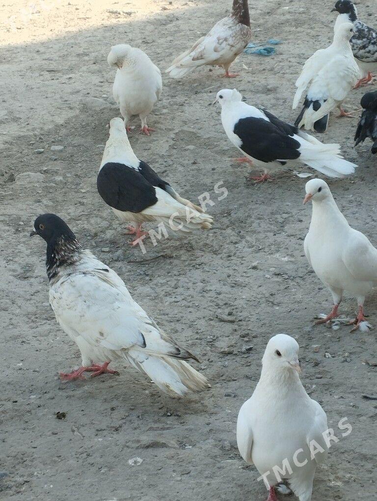 kepderi - Daşoguz - img 3