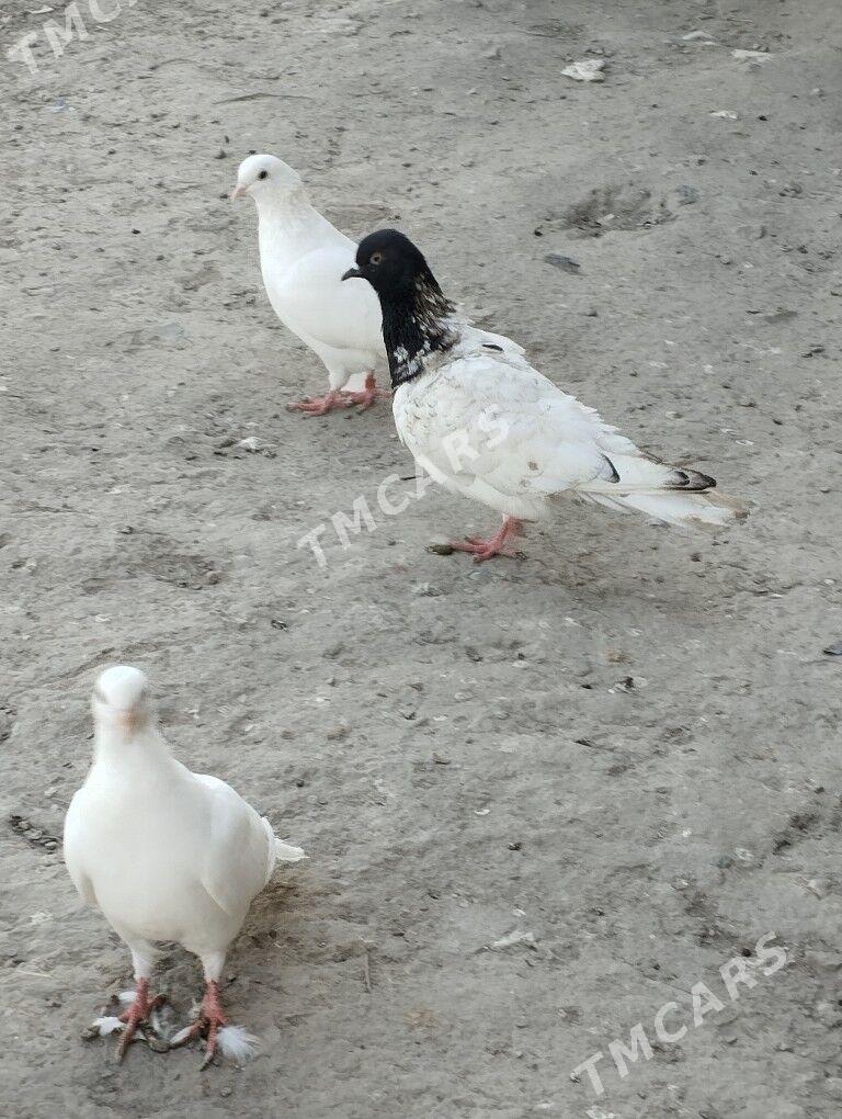 kepderi - Daşoguz - img 5