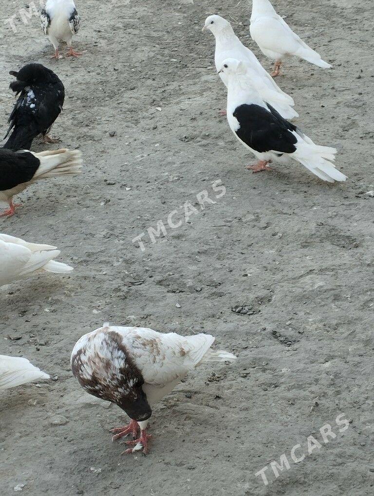kepderi - Daşoguz - img 2