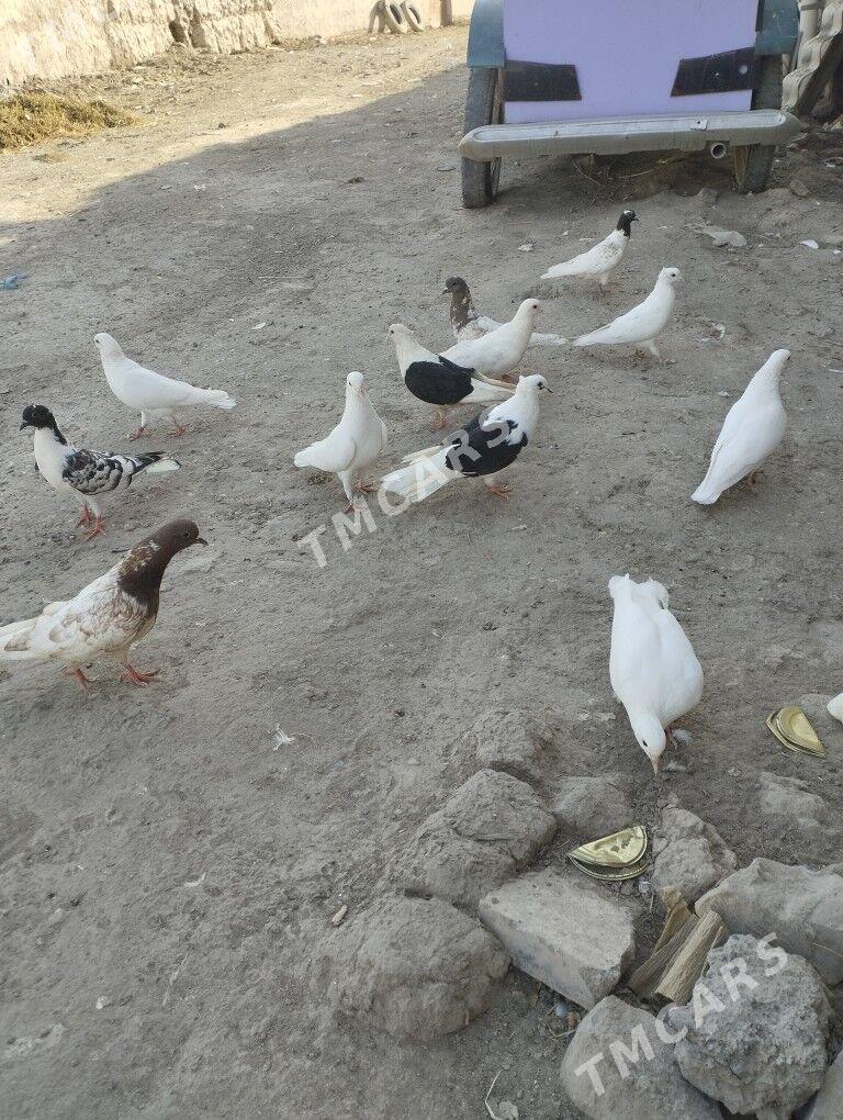 kepderi - Daşoguz - img 8