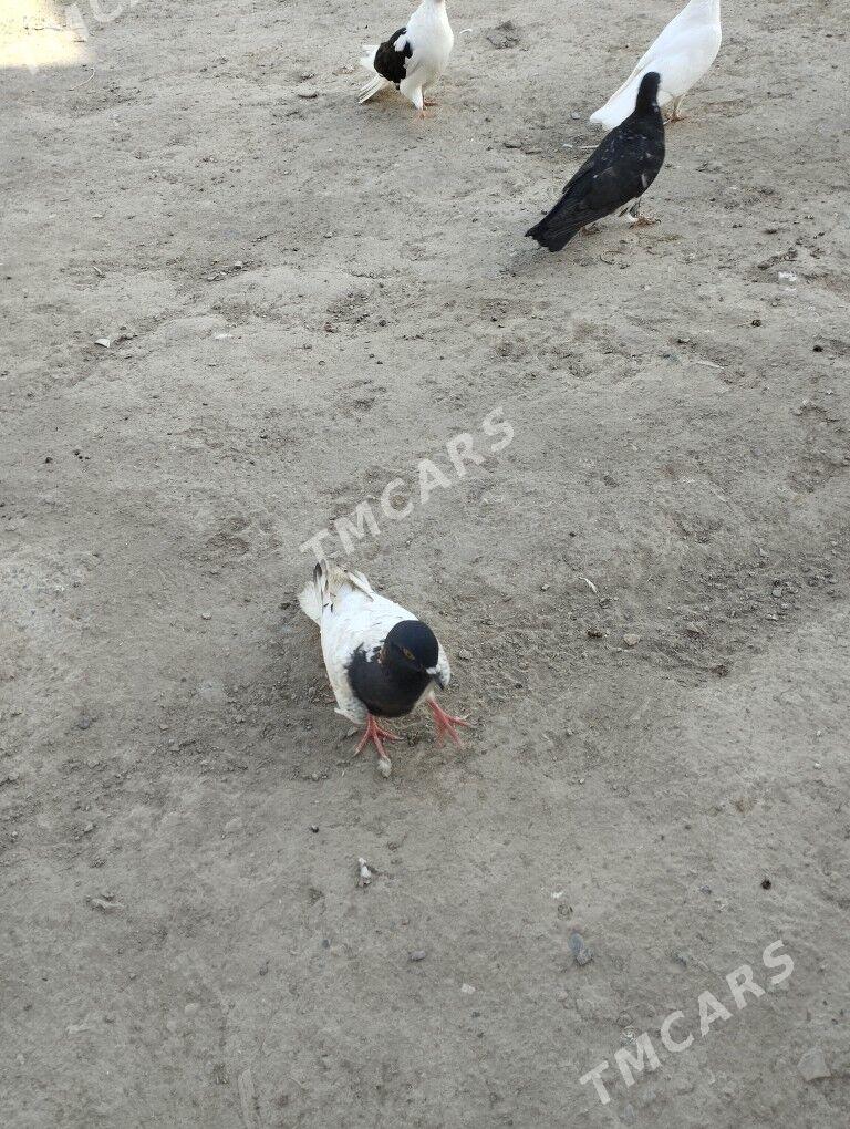 kepderi - Daşoguz - img 6