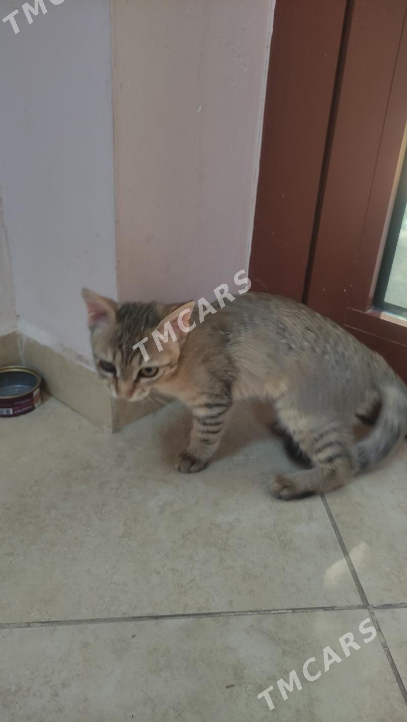 Котёнок в Добрые руки - Ашхабад - img 2
