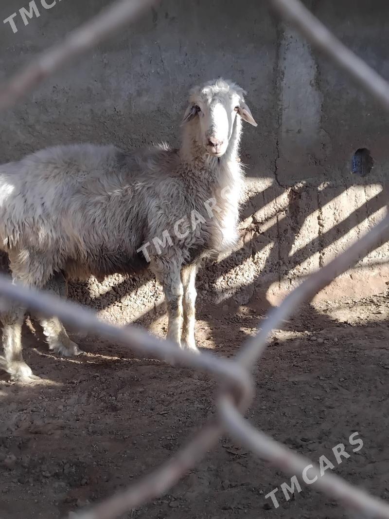 Gyr goc - Aşgabat - img 3