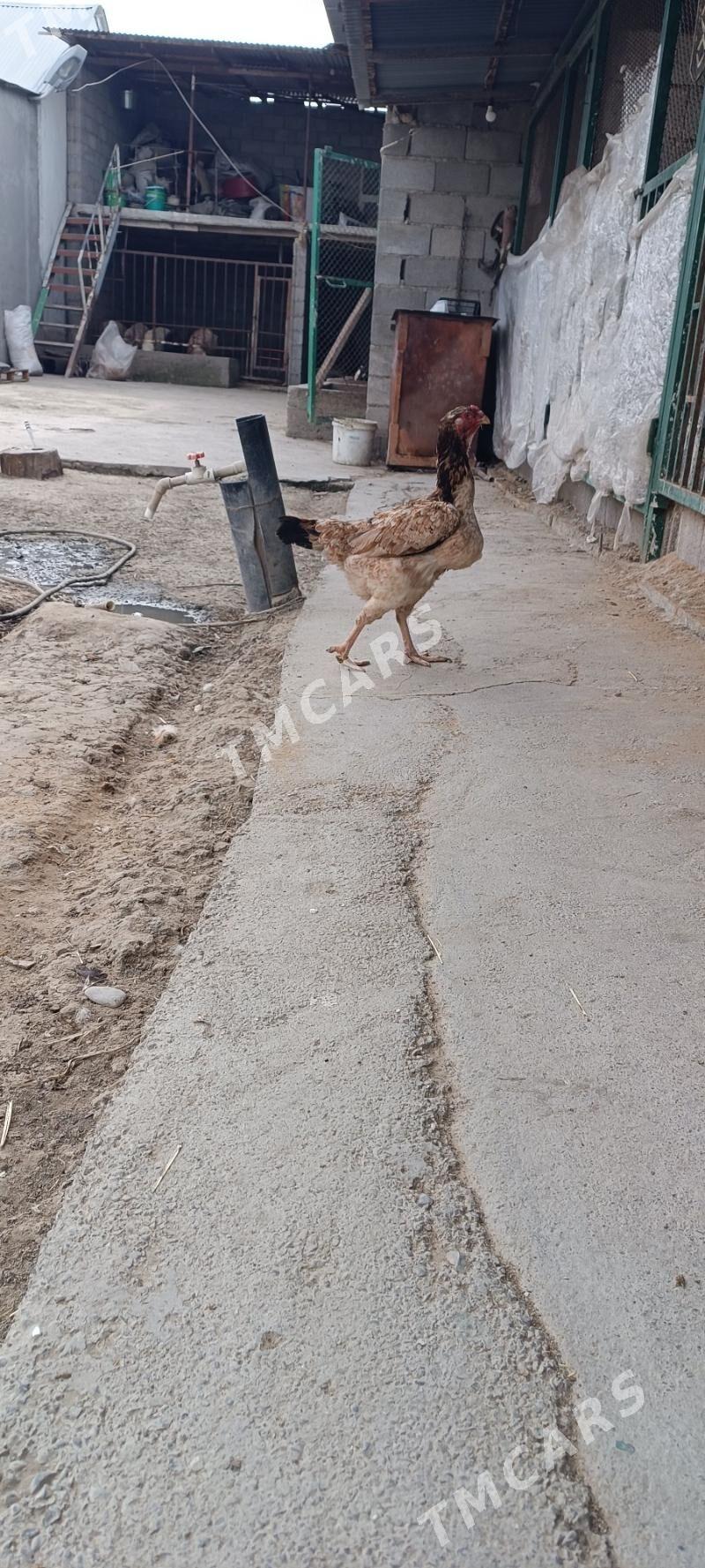 taşkent - Ашхабад - img 3
