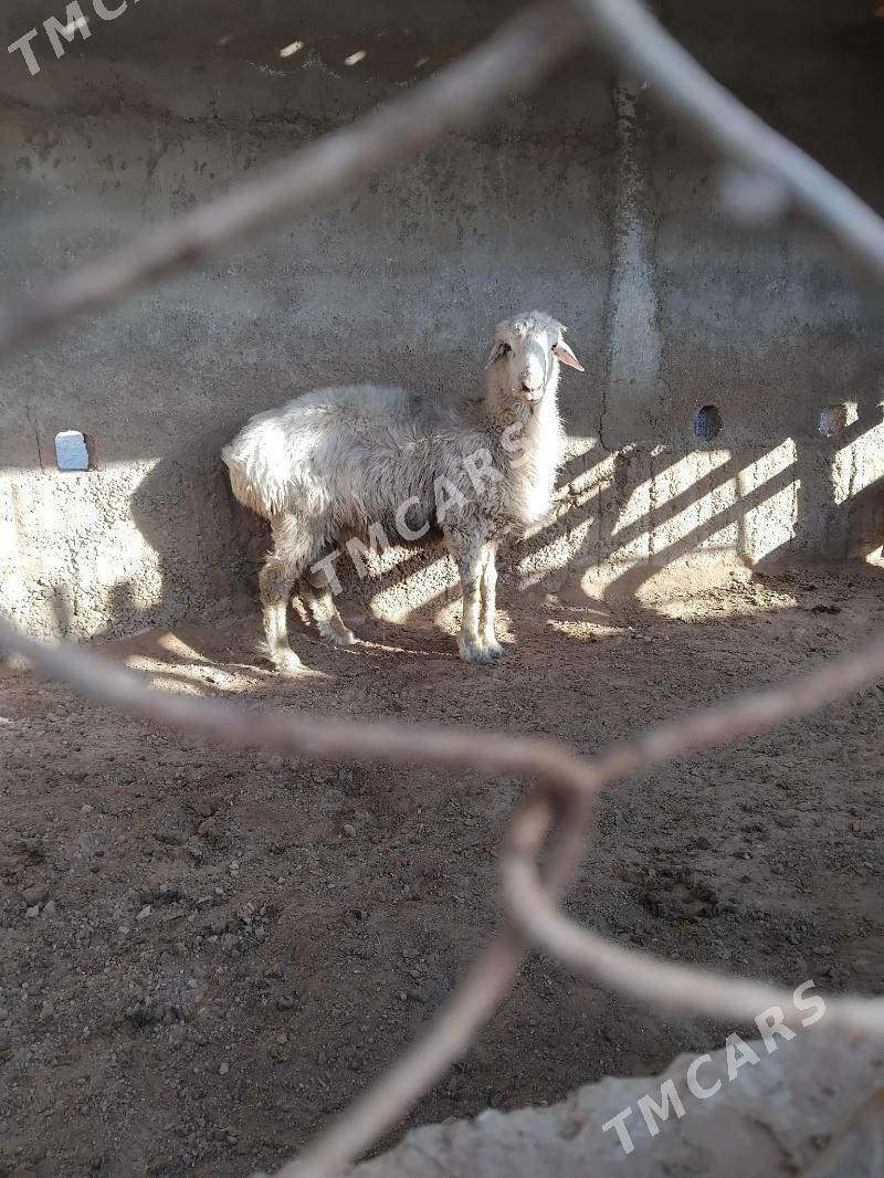 Gyr goc - Aşgabat - img 2