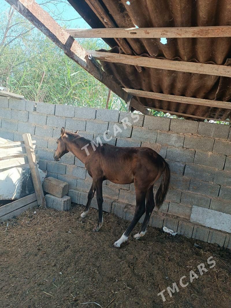 baytal - Garadamak - img 2