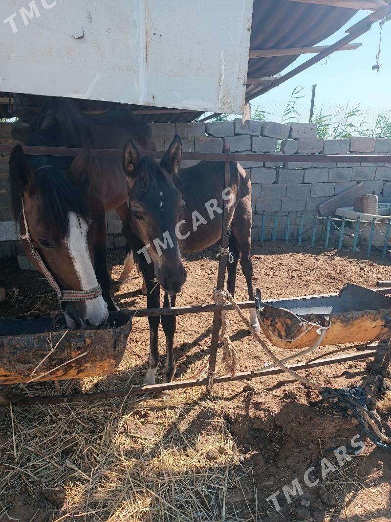baytal - Garadamak - img 3
