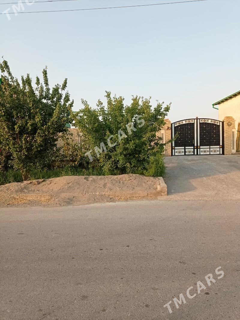 Jay zelili - Garabekewül - img 3