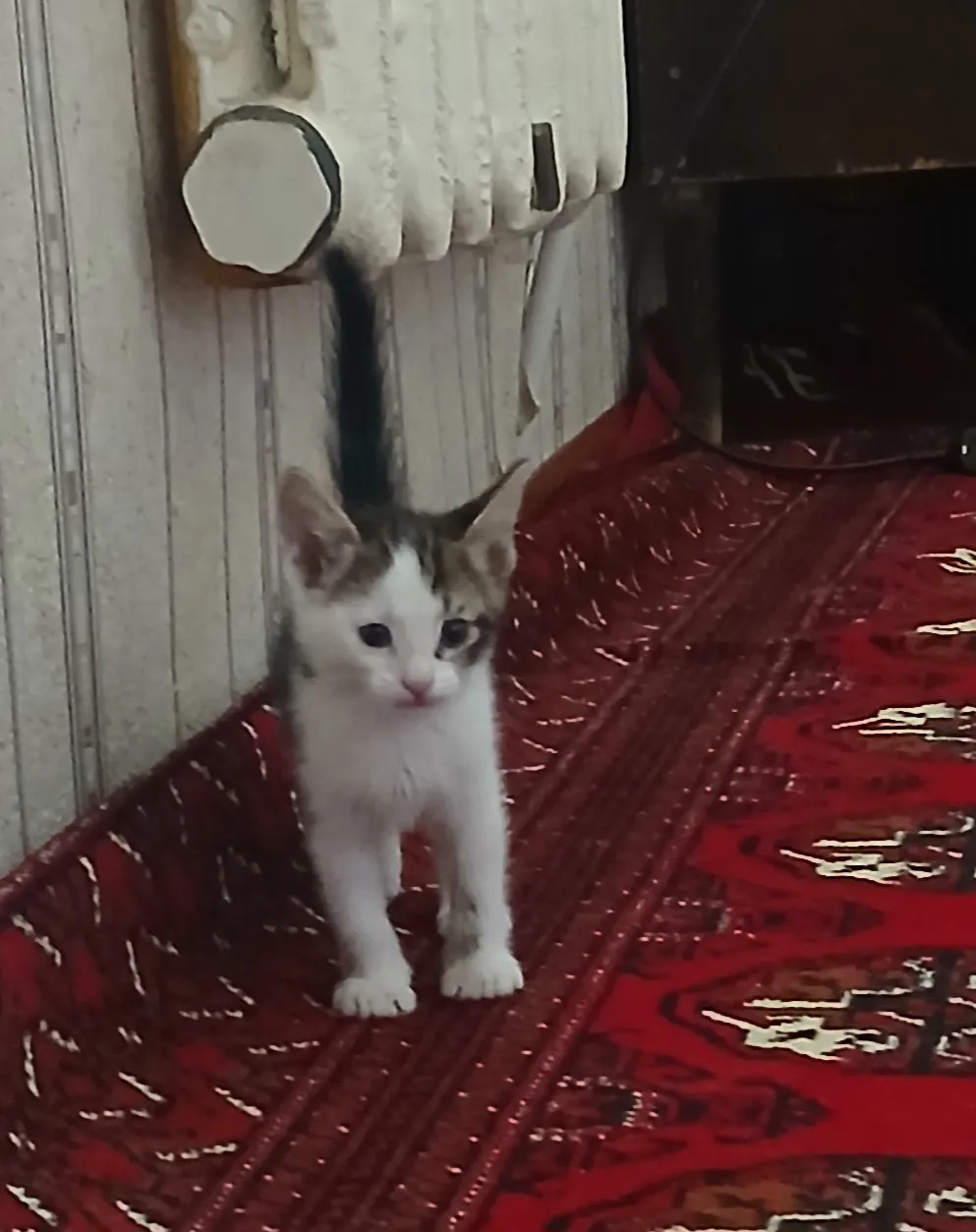 Пишик ойинки - Türkmenabat - img 3