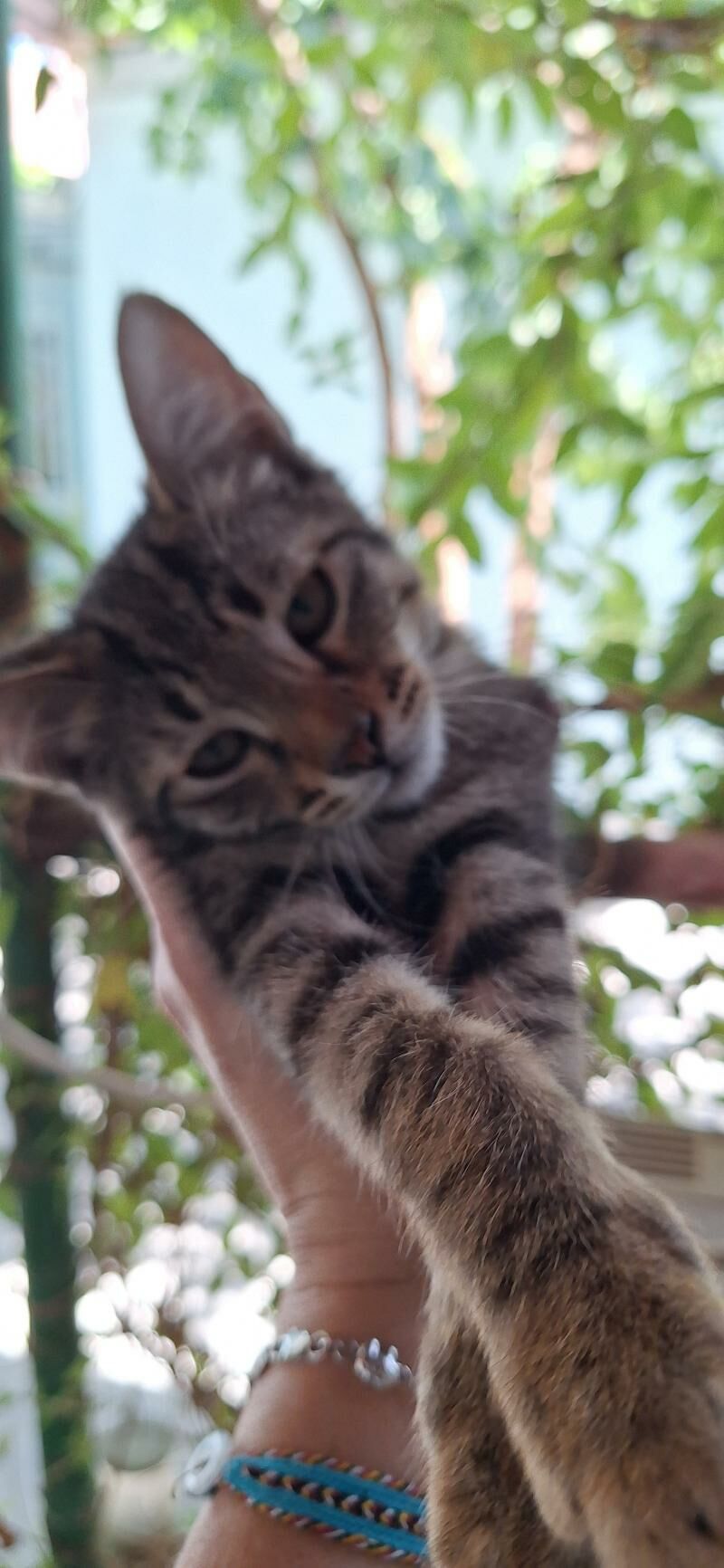котята - Ашхабад - img 2