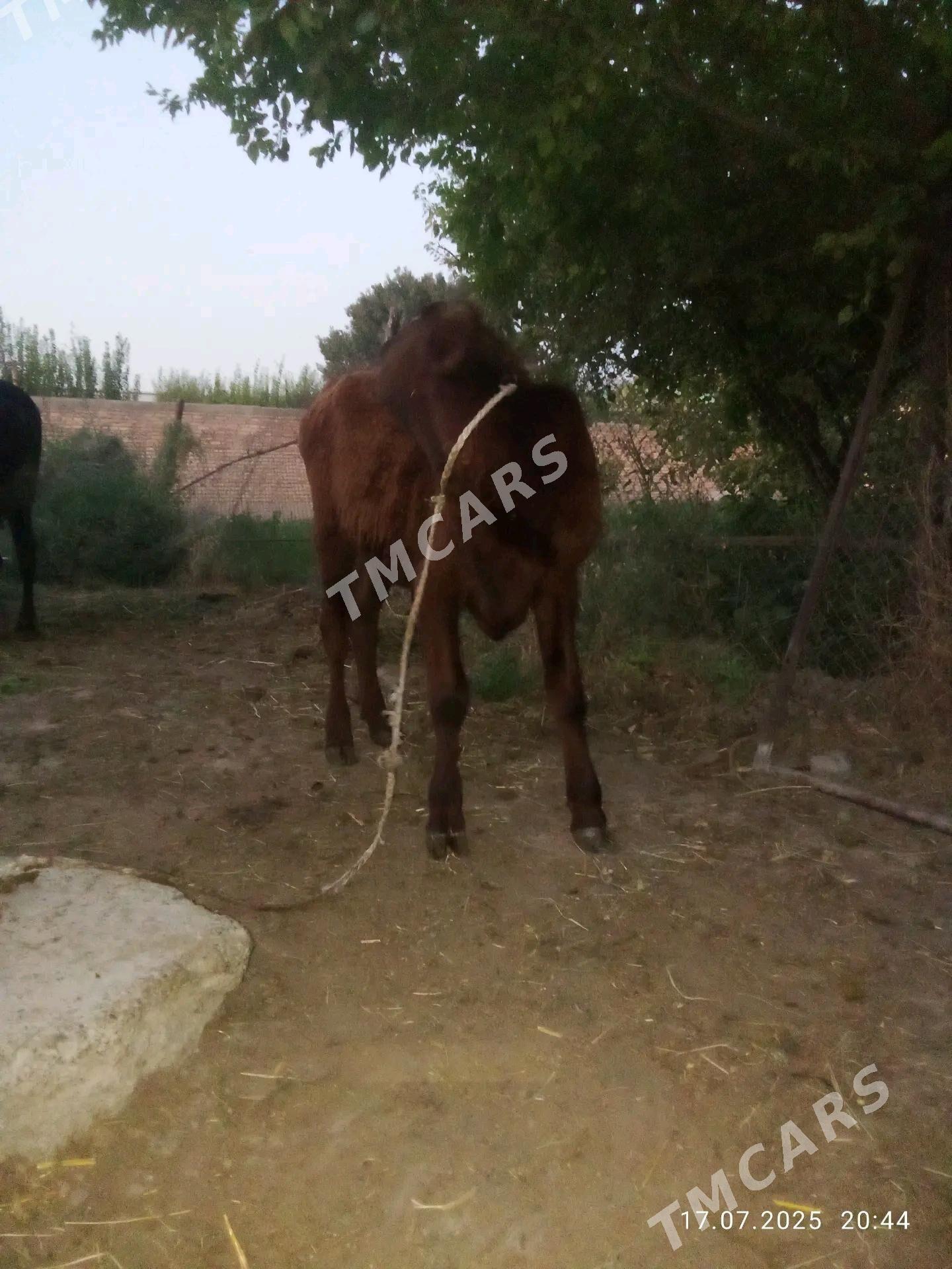 Tohum Öküzler 9 aýlyk 2 sany - Gökdepe - img 6