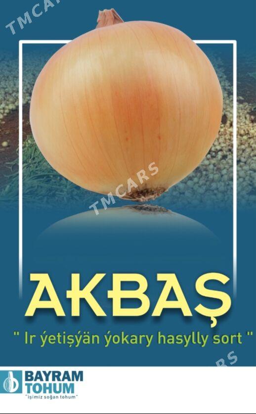 Gök-Ekin Tohumlary - Änew - img 2