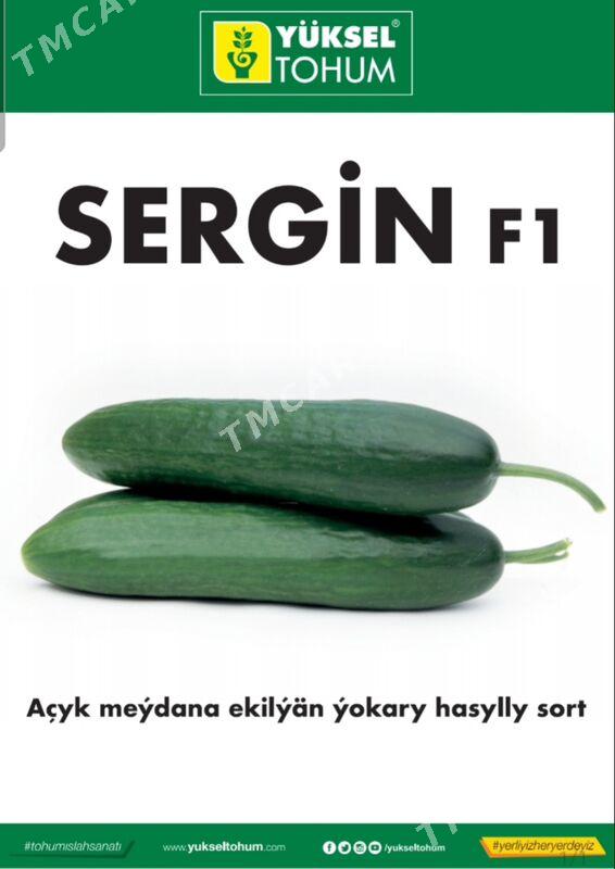 Gök-Ekin Tohumlary - Änew - img 7