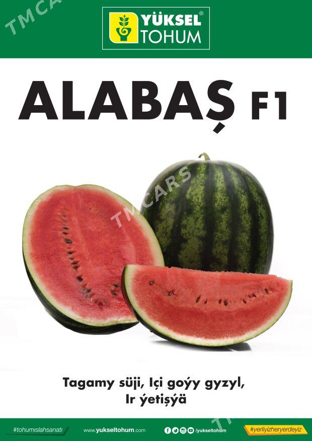 Gök-Ekin Tohumlary - Änew - img 10