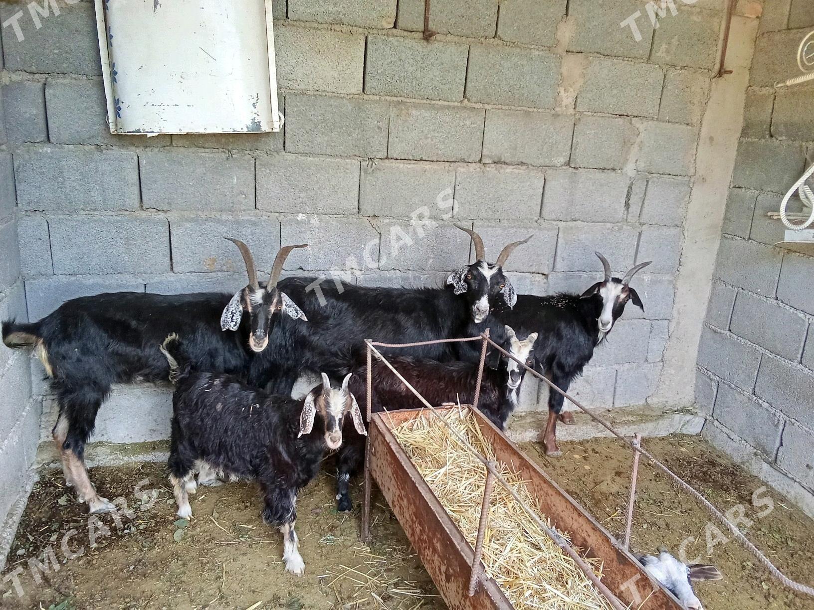 Geçi - Kaka - img 2