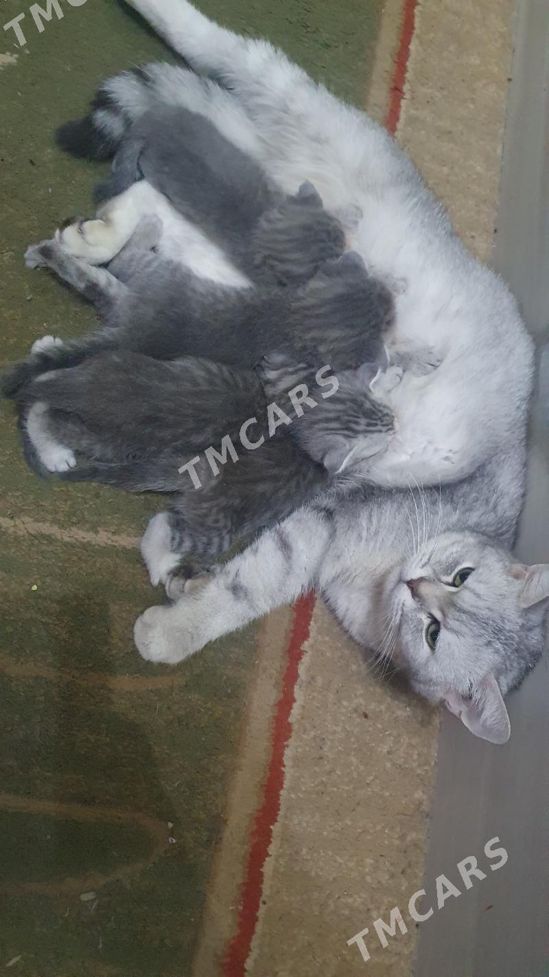 Шотландские котята килт - Aşgabat - img 8