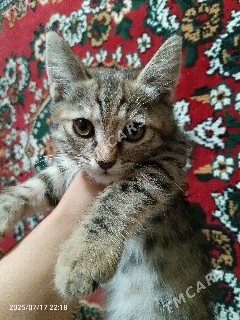 Котята в добрые руки - Türkmenabat - img 2