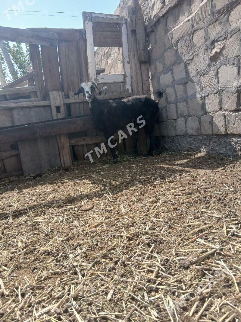 cebis tokly - Gyzylarbat - img 2