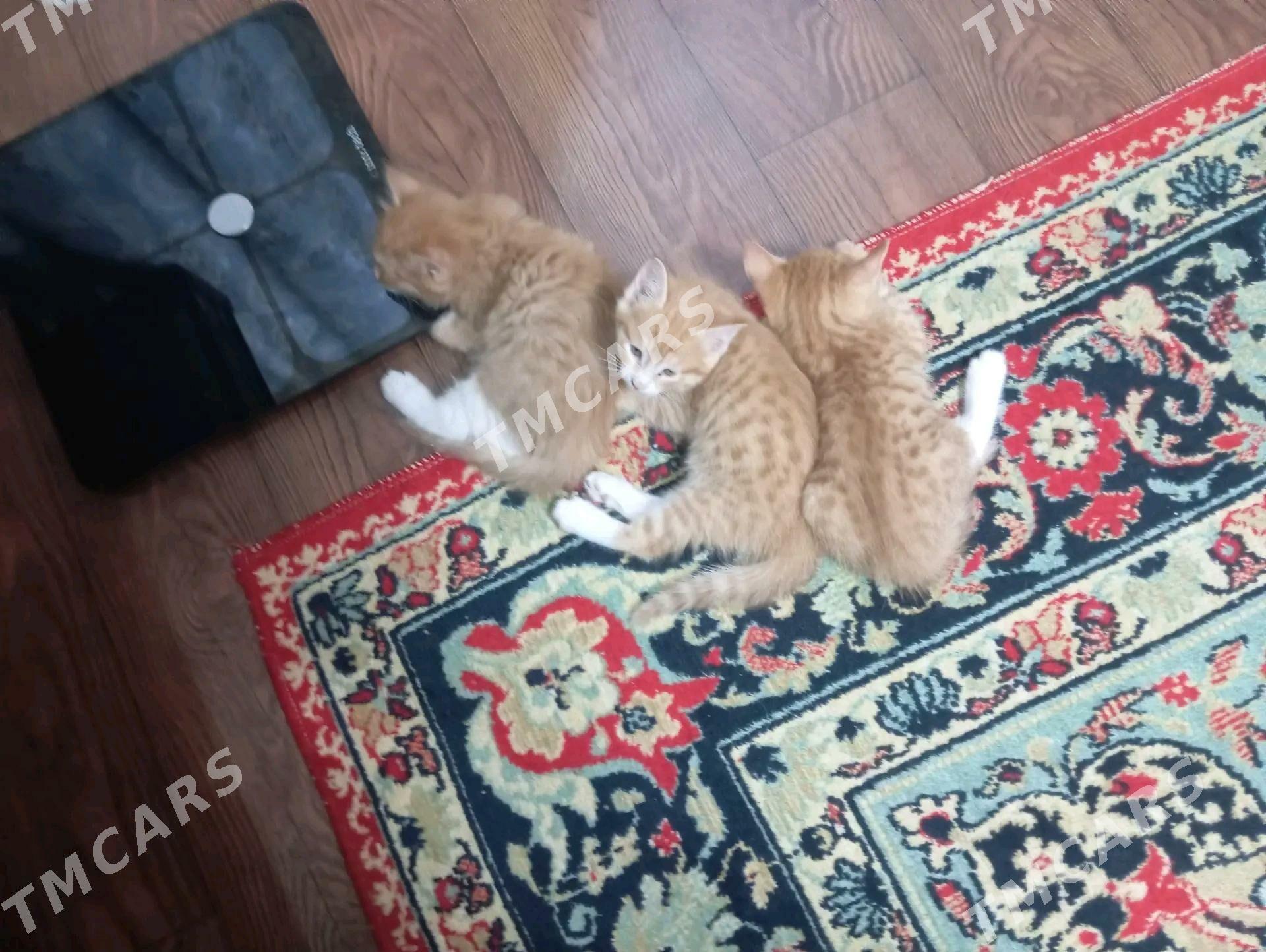 котята - Мары - img 3