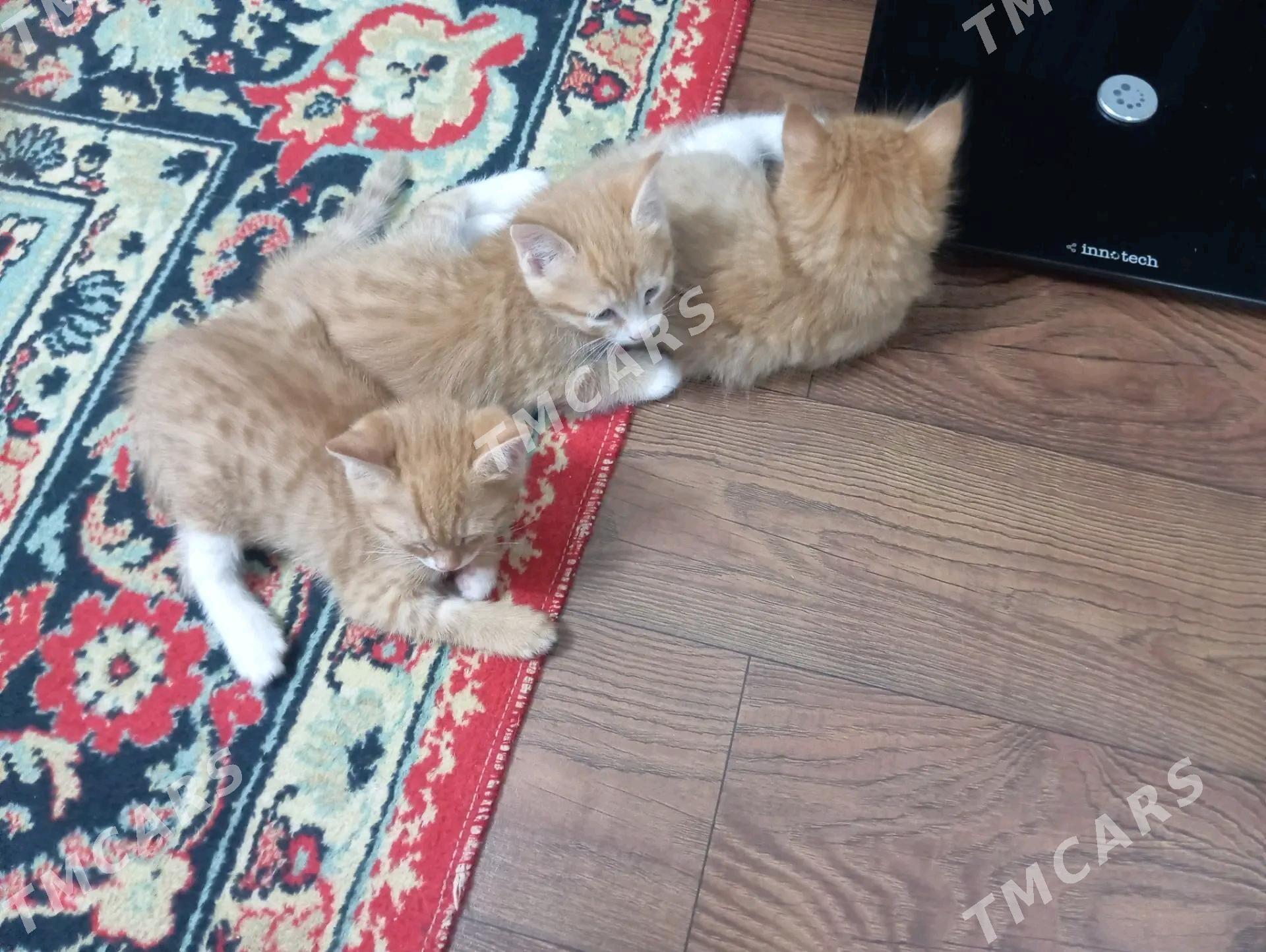 котята - Мары - img 4